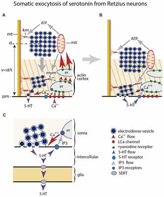 Frontiers | Extrasynaptic Neurotransmission Mediated By Exocytosis And ...